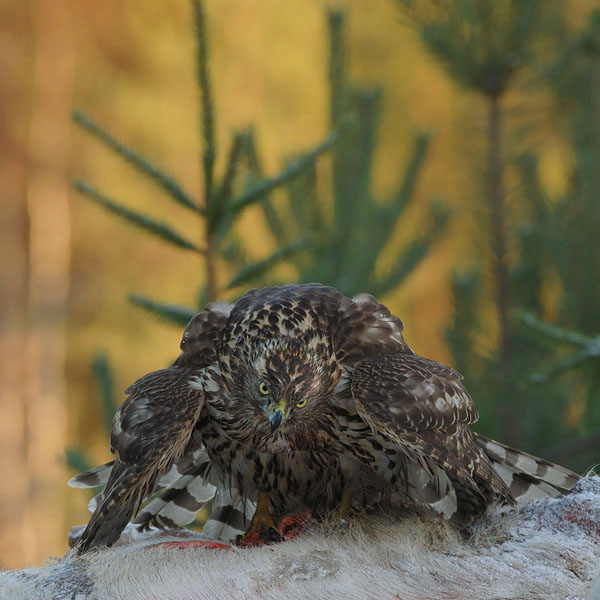 Kanahaukka, Northern Goshawk, Accipiter gentilis